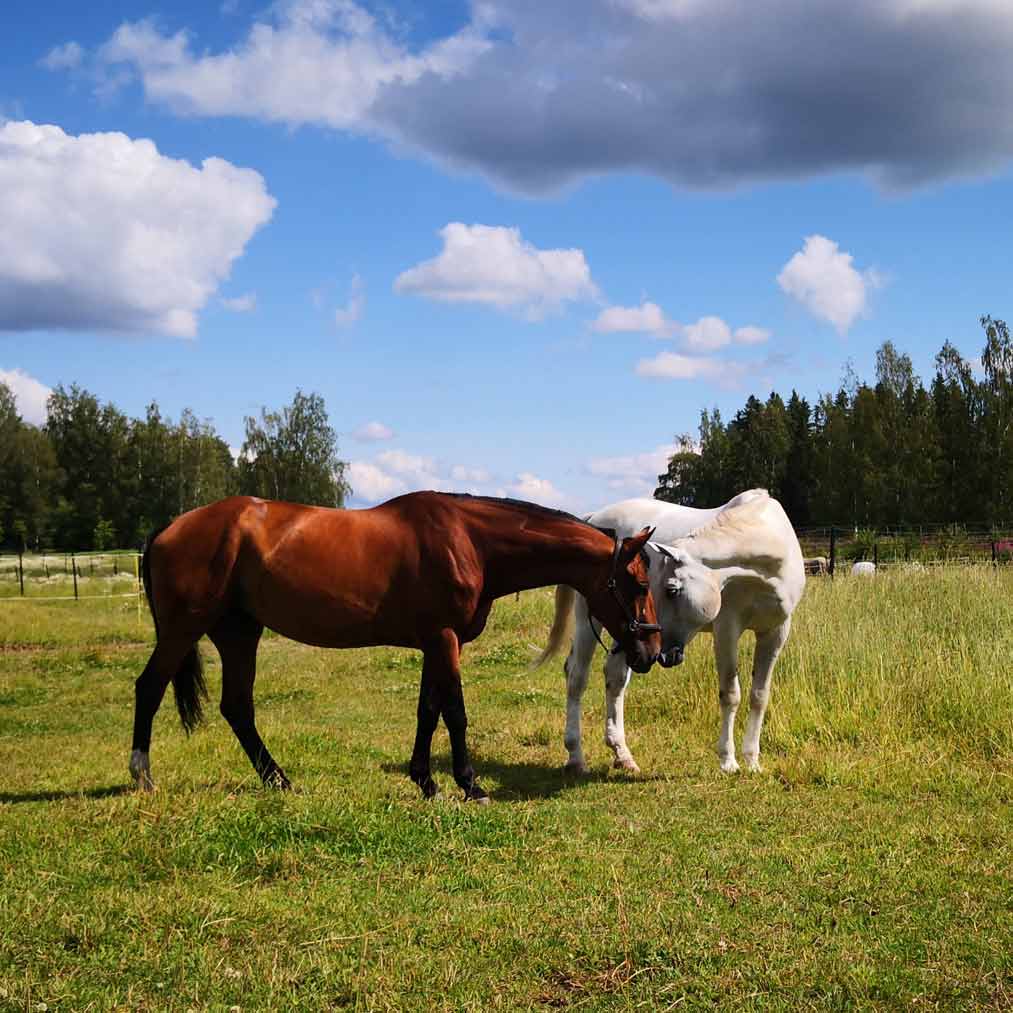 Kesäisin hevosesi on mahdollista laiduntaa osa- tai kokoaikaisesti. Laidunmaata on runsaasti, joten kaikki hevoset saavat hyvinvoinnilleen tärkeää laidunaikaa ja -tilaa.
